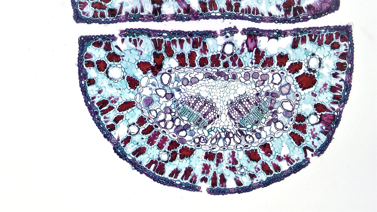 Stem Cell