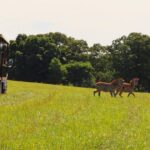 “Discover the Wonders of Georgia Safari Conservation Park: A Wildlife Adventure Like No Other”